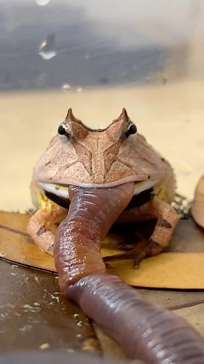 108K views · 564 reactions | This is why they call them pacman frogs…...