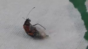 Monarch EXPERIMENT Part I: 5 out of 5 monarch butterflies successfully emerged from the FLOOR of their butterfly cage. The silk at the top of the chrysalis was TAPED to the paper towel so it wouldn't drag across the floor as the butterfly tried to emerge. I still prefer rehanging, because it seems like less of a struggle for the butterfly. However, if you're uncomfortable rehanging, this is a viable option. More Chrysalis Info and Ideas: https://monarchbutterflygarden.net/amazing-raise-monarch-c