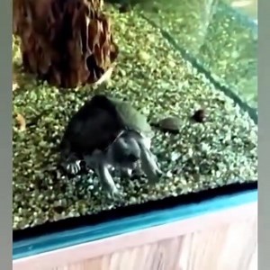 2.2M views · 15K reactions | Who said turtles go slow 藍 | Survival Animal | Facebook