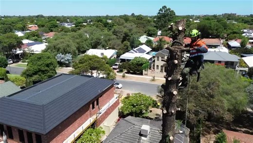 TikTok · TNTS-Top_Notch_Tree_Surgeons