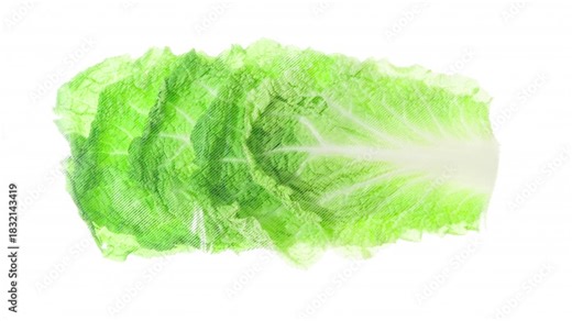 Packaging and Freezing Chinese Cabbage Leaves. Chinese cabbage leaves are vacuum packed and rapidly cooled with an ice jet, creating a white steam effect on a white background