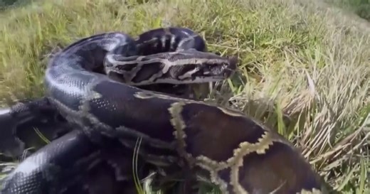 New python strategy in Everglades aims to save local wildlife from extinction