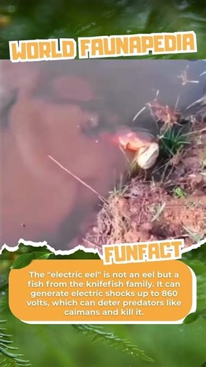 Electric Eel Zap a Caiman to death!