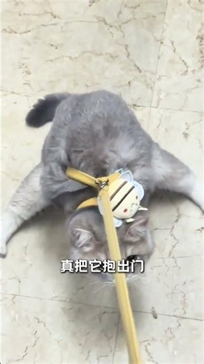 Is the Cat Lonely at Home? Discover the Hidden Story