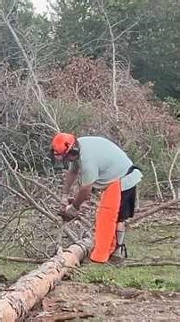 Husqvarna 335xpt Making Quick Work of a Pine Top