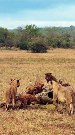 ライオンの家族はキリンを狩ることに成功した #wildlife #animals #lion #捕食シーン #leopard #wildanimals #nature #cat #facts #動物