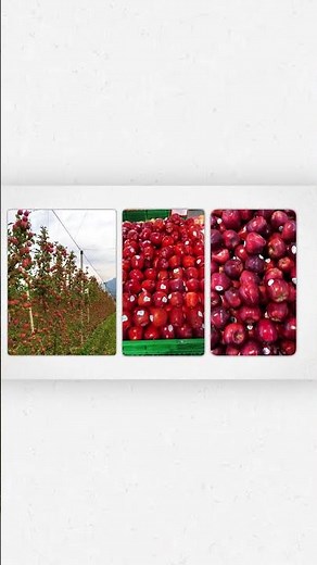 Every Apple Explained - Red Delicious