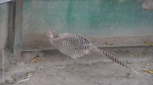 Ring-necked Pheasant | Audubon Field Guide zoo