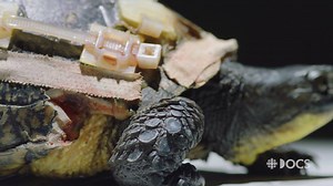 245K views · 101 reactions | How do you fix an injured turtle? With...