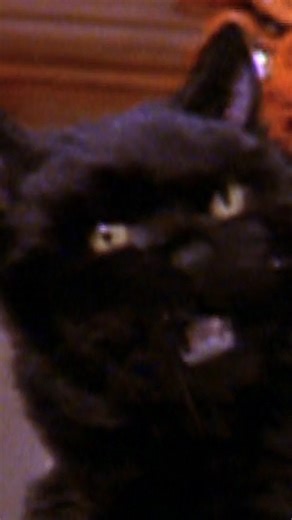 Paramount+ Canada on Instagram: "Respectfully, this is a Salem stan account now. 📺: Sabrina the Teenage Witch #SabrinatheTeenageWitch #Salem #Sabrina #Halloween"