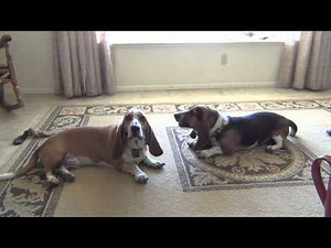 Basset Hounds Howling... Lazy Style!
