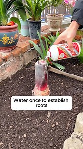 Elephant ear tree #gardeningfun #gardening_feature #urbangardening #gardeninguk #gardeningphoto #gardeningistherapy #gardening101 #gardeningisfun #gardeningtime #gardeningday #gardeningproblems #gardeninggoals #gardeningideas #gardeninglove #gardening4pleasure #gardeningtips #gardeningmakesmehappy | Garden Tips