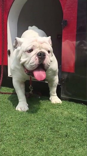 Que fills in for Uga IX at the Georgia-Lousiana Monroe game