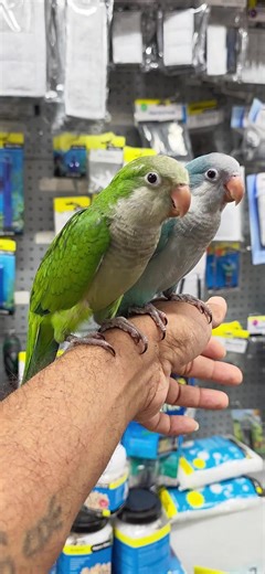 Quaker Parrots handraised /Tame At Concord Pets 105 Queen Street North Strathfield NSW 2137 ph 02 8957 5155 #quakerparrot #parrots #concordpets #monkparrot