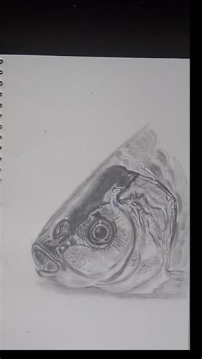 Realistic fish sketch #realistic #fish #drawing #sketch #art #of #anything