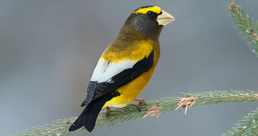 Evening Grosbeak Identification, All About Birds, Cornell Lab of Ornithology