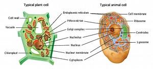 2. Cell Organelles