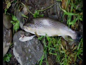 Brown trout - one of nature's most versatile creatures