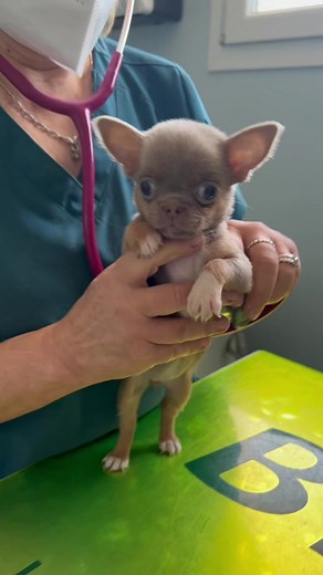 Puppy Check-Up at the Veterinary Clinic