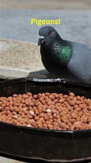 Why Pigeons in our cities loves the urban life? #facts #birds #cities