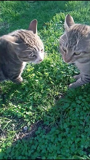 Two Male Cats Fighting for Territory 😾🔥