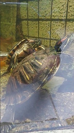 How do turtles reproduce? #mating