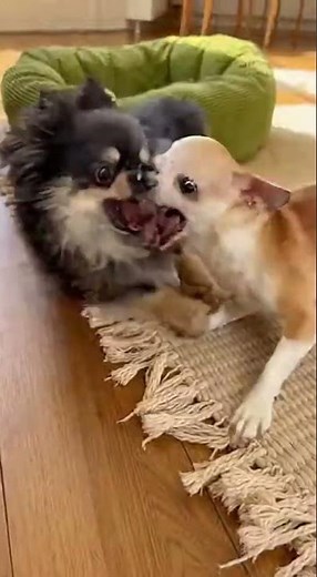 Funny Long Haired Chihuahuas Play Fighting 🐕😂 | Cute Dog Duo Goes Wild! #Shorts