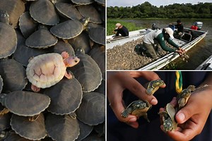 Stunning photos show Giant Amazon River turtle hatchlings