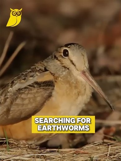 The Bird with 360° Vision & The Timberdoodle Dance #shorts #animalfacts #birdfacts #birds