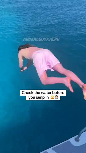 1K views | Have you ever seen a barracuda? #animalfacts #wildlifefacts… | Loyel Pets023 | Facebook