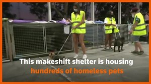 Dogs, cats and chickens: caring for La Palma's pets made homeless by volcano