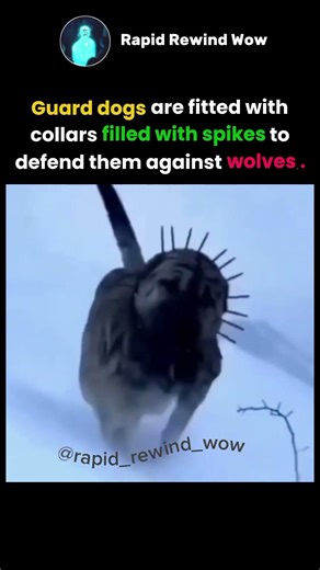 Guard Dogs Wear Spike Collars to Fight Off Wolves 🐕