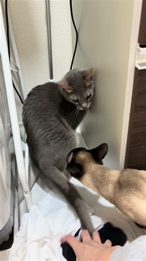 お尻を嗅がれて逃げるムサシ#シャム猫 #cat #猫 #アビシニアン#猫のいる暮らし