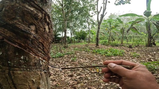19K views · 625 reactions | VISITING IN A RUBBER PLANTATION IN DAVAO✨ | JojoGarTV | Facebook