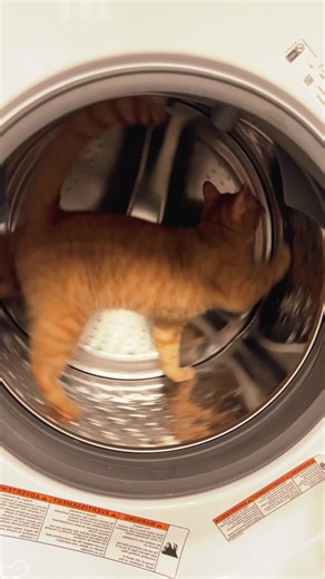 Funny Cat Moments That Will Make You Laugh