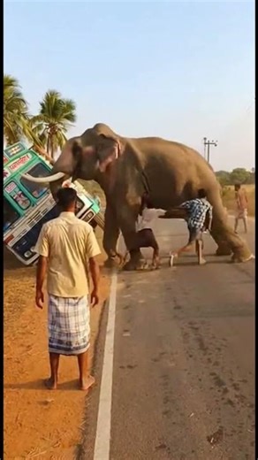 Elephant Coming! Hurry 2nd One #shorts #viral #dogstudiolab #dogaistudio