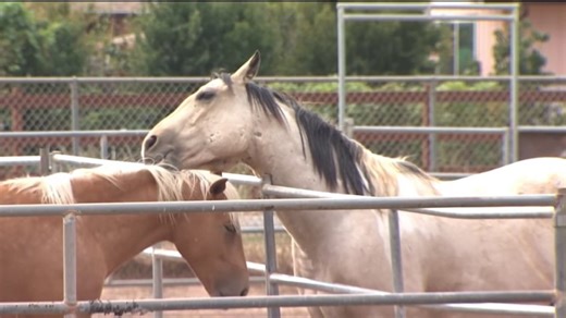 Santa Clara County horse ranchers oppose possible changes to zoning regulations