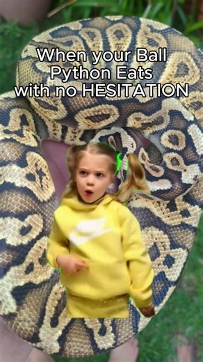 POV: You Own a Ball Python During Feeding Time #snake #pet #shorts