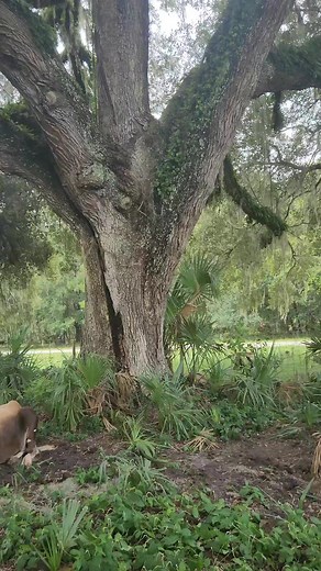 Almost all under 1 live oak tree enjoying the cool shafe and breeze. #cow #cowprotection #seva #iscowp #vegan #plantbased #goseva, #goshala #animalrescue #cowrescue #holycow #animalrights #rescuedanimals #love #animalantics #farmlife #florida #spring #ox #animalsanctuary #holstein #animalsofinstagram #breeze #rescued #cool #liveoak #herd | International Society for Cow Protection (ISCOWP)