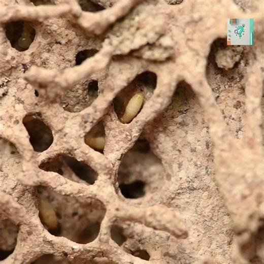 Why Termites Build Giant Towers With Holes