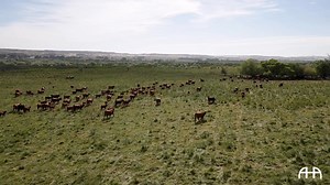 At Certified Hereford Beef, sustainability is more than a practice; it’s a promise to future generations. Discover how our ranchers prioritize the health of the land and the welfare of their cattle >>> certifiedherefordbeef.com/our-story/ #Sustainability #certifiedherefordbeef | Certified Hereford Beef