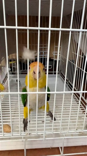 Puffman Playing The Feather Game #parrots #funnyanimals | Parrot Playhouse
