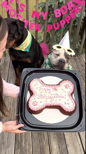 Queen Linda had an amazing birthday! Huge thank you to everyone who helped make her day so incredibly special ❤️ #happybirthdaylinda #lifeislinda #lindaistoocute #lifewithlindaandathena #lindaismyspiritanimal #lindaandathena #funinthesun☀️ #queenlinda #sleepover #herecomesthesun #talkingdog