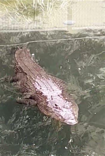 Big Crocodile North Queensland #vlog #blog #travel #events