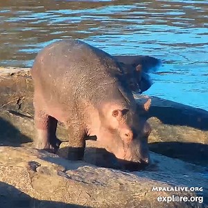 18K views · 1.9K reactions | I may be cute, but you don't want to run into my mom yawning like this! An adult hippo yawn is a territorial gesture. | explore.org | Facebook