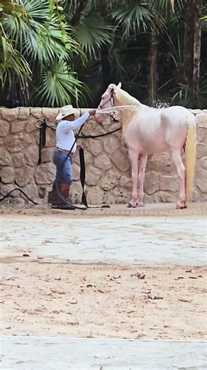 Charro cowboy & Aztec horse Playa del Carmen Mexico tropical Caribbean park animal life #travel