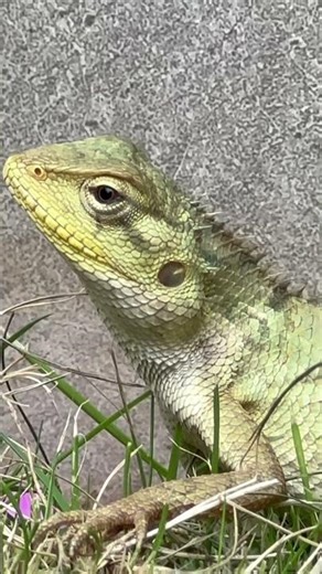 Oriental Garden Lizard Spotted in the Wild | Nature’s Camouflage Expert