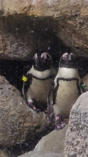Adorable Little Penguins 🐧❄️ | Cutest Waddle Ever!