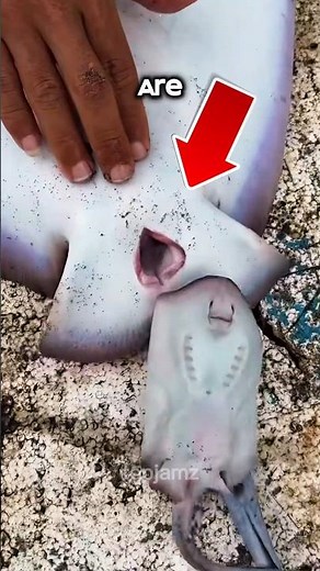 Top 3 Ocean Creatures That Produce the Most Babies