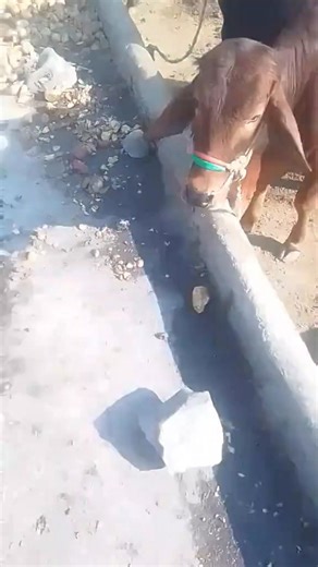 Video Download from Tiktok 🤗 | Peshawar Ring Road Mandi